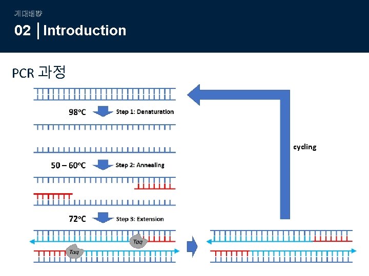 계대배양 02 Introduction PCR 과정 cycling 