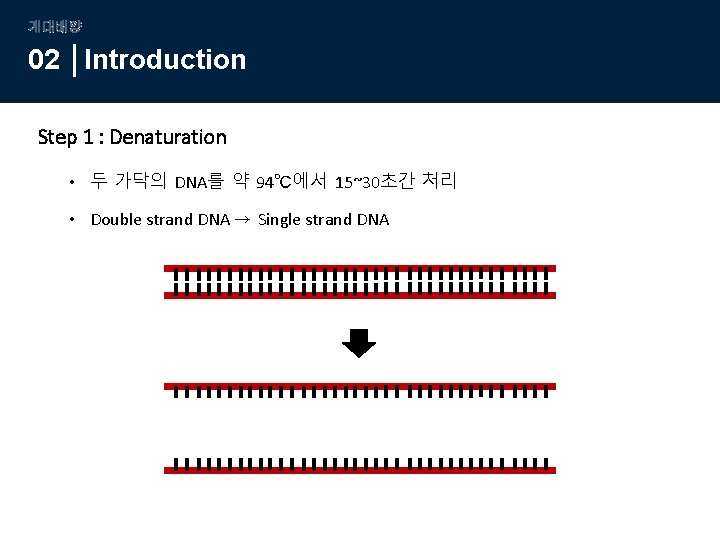 계대배양 02 Introduction Step 1 : Denaturation • 두 가닥의 DNA를 약 94℃에서 15~30초간