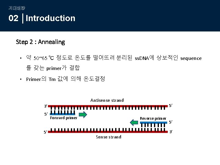 계대배양 02 Introduction Step 2 : Annealing • 약 50~65 ℃ 정도로 온도를 떨어뜨려