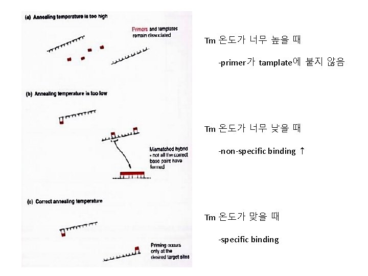 Tm 온도가 너무 높을 때 -primer가 tamplate에 붙지 않음 Tm 온도가 너무 낮을 때