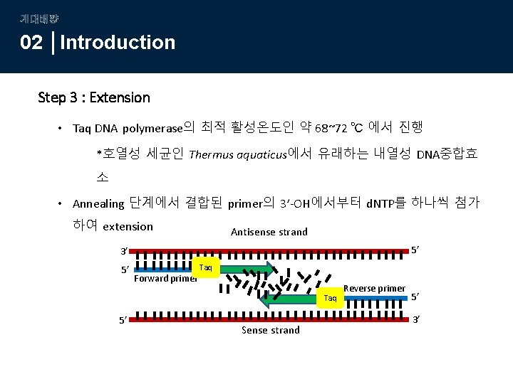 계대배양 02 Introduction Step 3 : Extension • Taq DNA polymerase의 최적 활성온도인 약