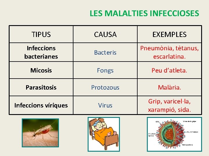 LES MALALTIES INFECCIOSES TIPUS CAUSA EXEMPLES Infeccions bacterianes Bacteris Pneumònia, tètanus, escarlatina. Micosis Fongs
