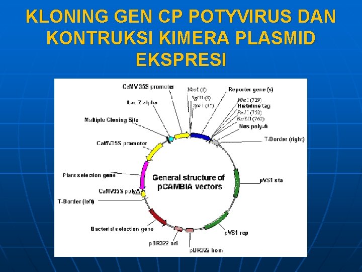 KLONING GEN CP POTYVIRUS DAN KONTRUKSI KIMERA PLASMID EKSPRESI 