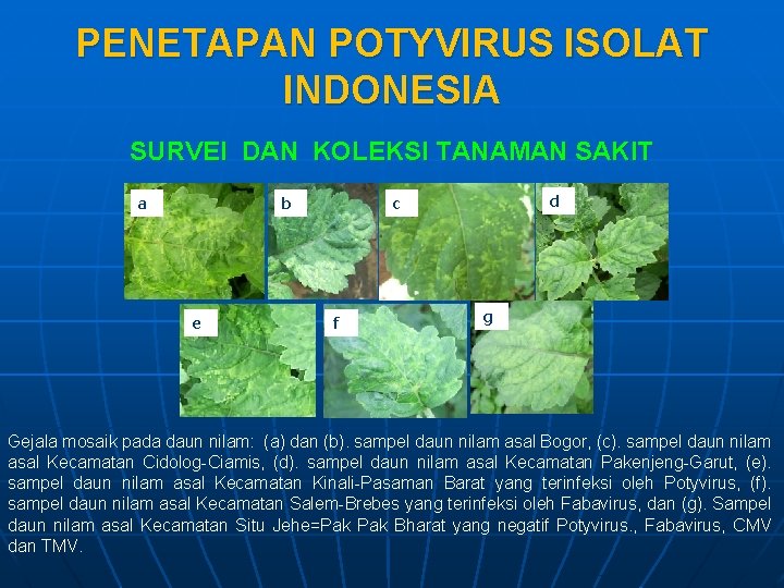 PENETAPAN POTYVIRUS ISOLAT INDONESIA SURVEI DAN KOLEKSI TANAMAN SAKIT a b e d c