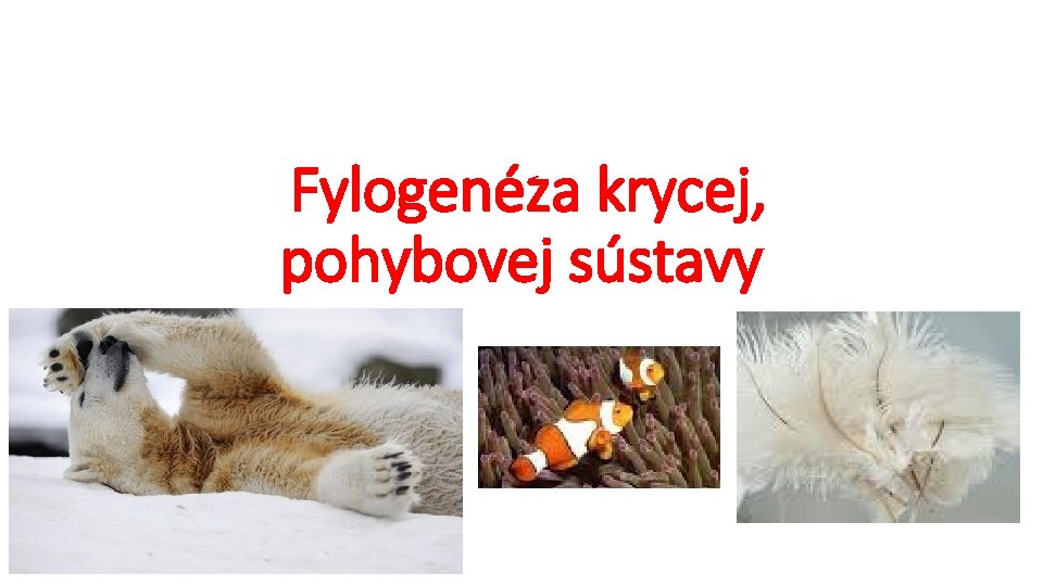 Fylogenéza krycej, pohybovej sústavy 