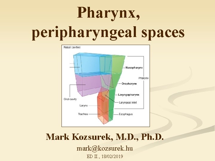 Pharynx, peripharyngeal spaces Mark Kozsurek, M. D. , Ph. D. mark@kozsurek. hu ED II.