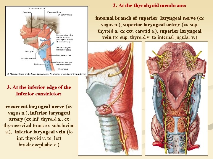 2. At the thyrohyoid membrane: internal branch of superior laryngeal nerve (ex vagus n.