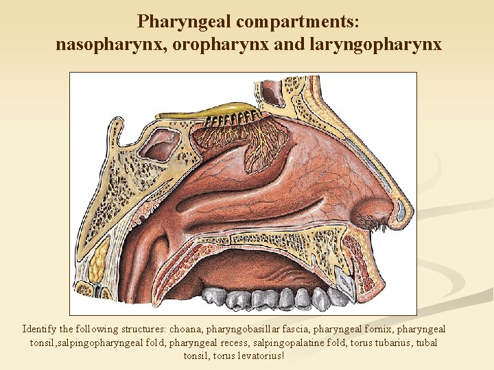 Pharyngeal compartments: nasopharynx, oropharynx and laryngopharynx Identify the following structures: choana, pharyngobasillar fascia, pharyngeal