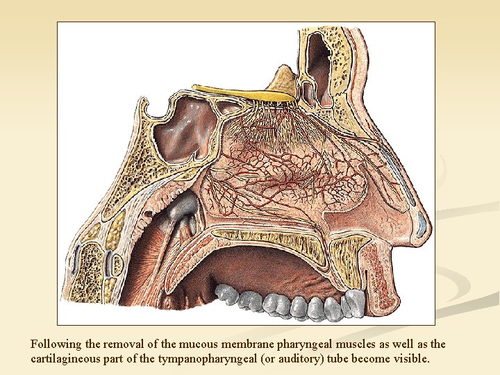 Following the removal of the mucous membrane pharyngeal muscles as well as the cartilagineous