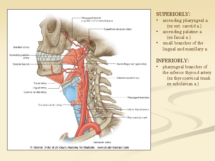 SUPERIORLY: • • • ascending pharyngeal a. (ex ext. carotid a. ) ascending palatine