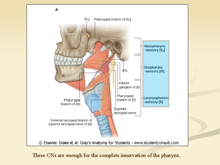 Three CNs are enough for the complete innervation of the pharynx. 