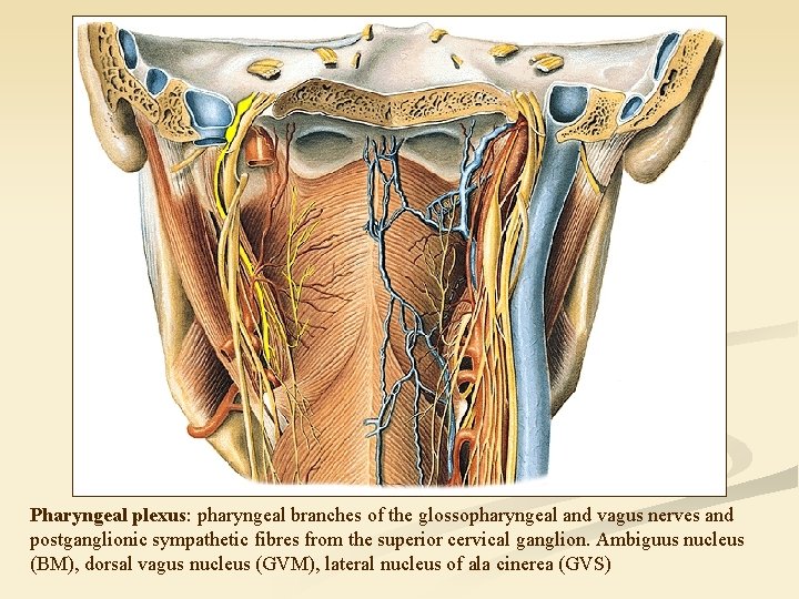 Pharyngeal plexus: pharyngeal branches of the glossopharyngeal and vagus nerves and postganglionic sympathetic fibres