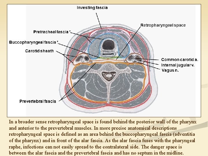 In a broader sense retropharyngeal space is found behind the posterior wall of the