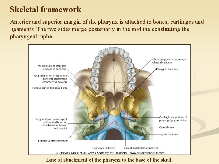 Skeletal framework Anterior and superior margin of the pharynx is attached to bones, cartilages