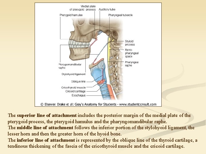 The superior line of attachment includes the posterior margin of the medial plate of