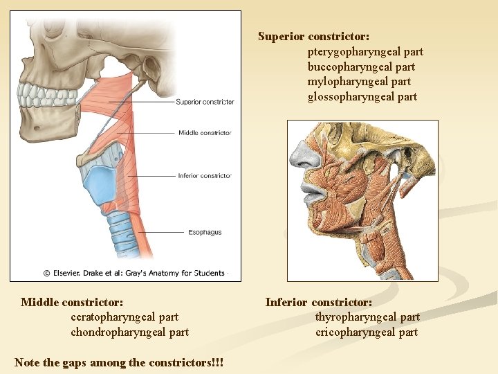 Superior constrictor: pterygopharyngeal part buccopharyngeal part mylopharyngeal part glossopharyngeal part Middle constrictor: ceratopharyngeal part