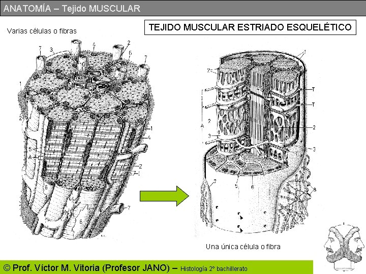 ANATOMÍA – Tejido MUSCULAR Varias células o fibras TEJIDO MUSCULAR ESTRIADO ESQUELÉTICO Una única