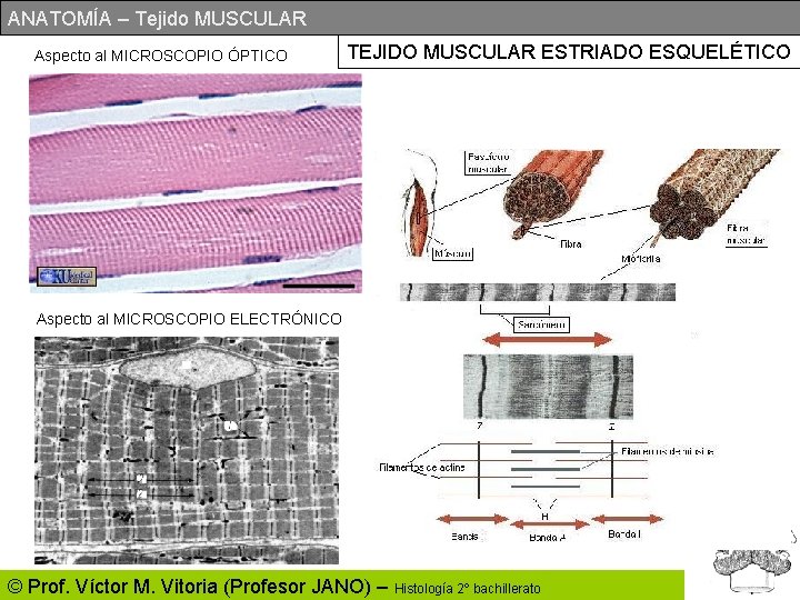 ANATOMÍA – Tejido MUSCULAR Aspecto al MICROSCOPIO ÓPTICO TEJIDO MUSCULAR ESTRIADO ESQUELÉTICO Aspecto al