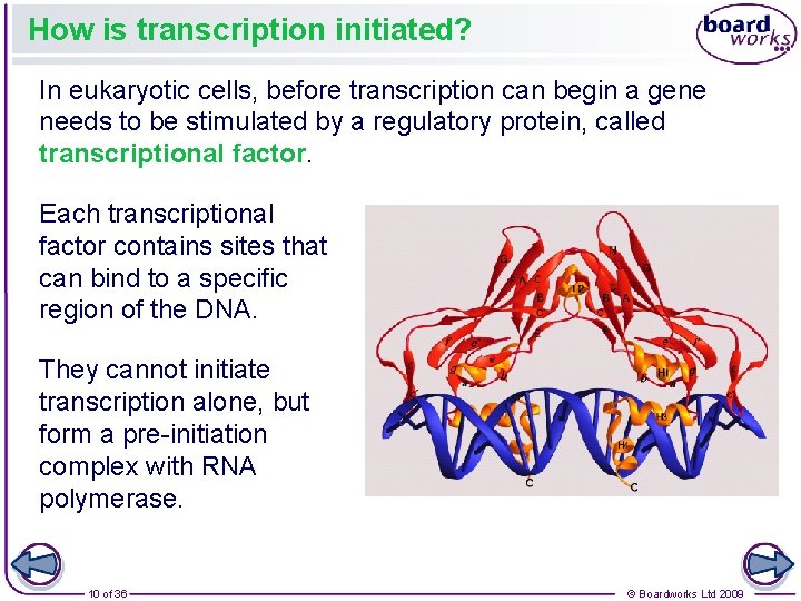 How is transcription initiated? In eukaryotic cells, before transcription can begin a gene needs