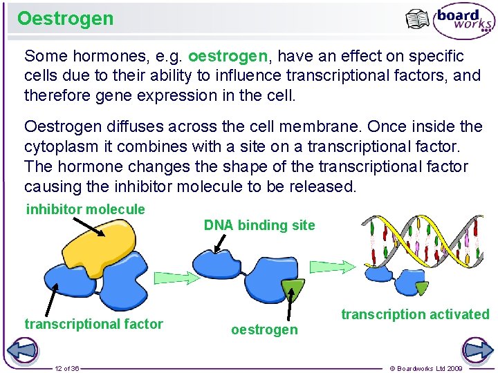 Oestrogen Some hormones, e. g. oestrogen, have an effect on specific cells due to