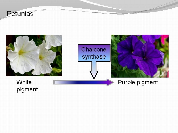 Petunias Chalcone synthase White pigment Purple pigment 