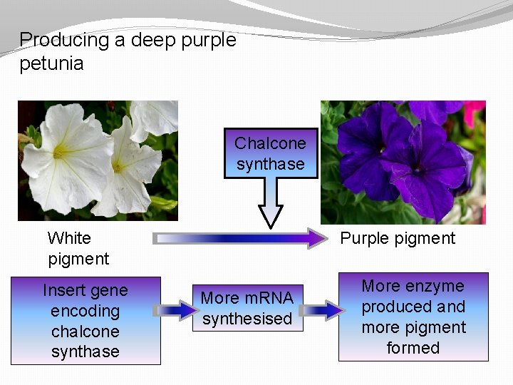 Producing a deep purple petunia Chalcone synthase Purple pigment White pigment Insert gene encoding