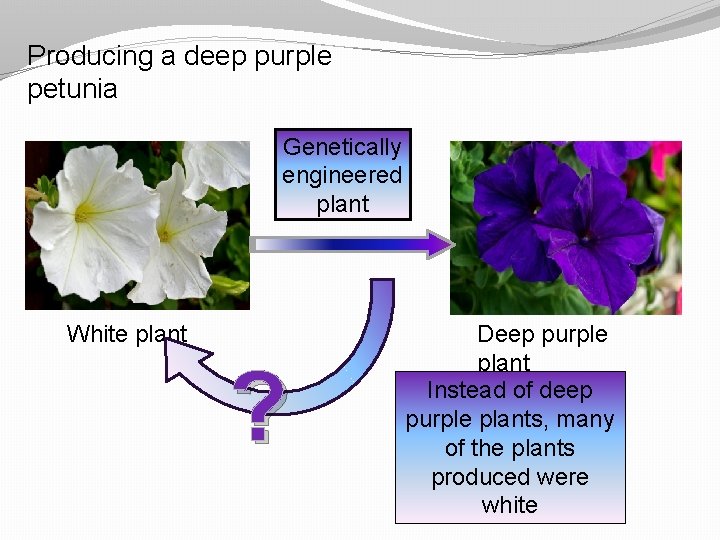 Producing a deep purple petunia Genetically engineered plant White plant ? Deep purple plant