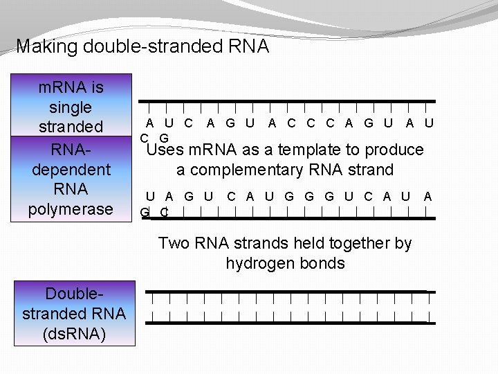 Making double-stranded RNA m. RNA is single stranded RNAdependent RNA polymerase A U C