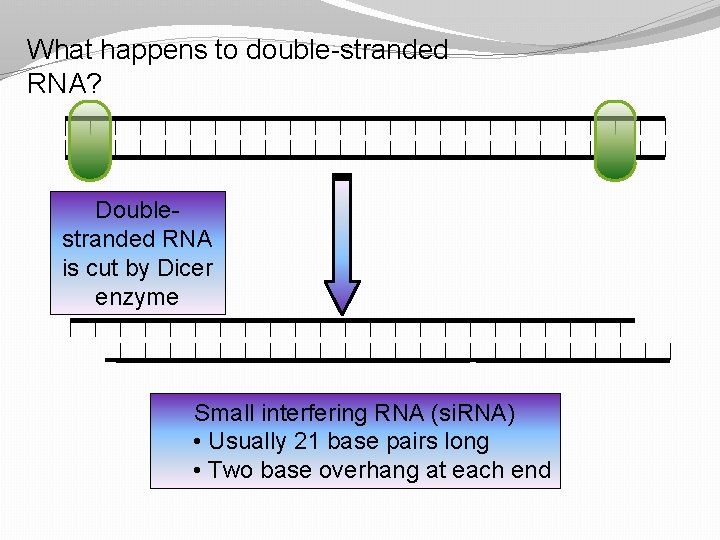 What happens to double-stranded RNA? Doublestranded RNA is cut by Dicer enzyme Small interfering