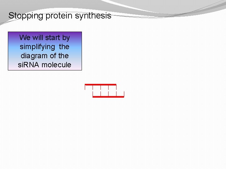 Stopping protein synthesis We will start by simplifying the diagram of the si. RNA