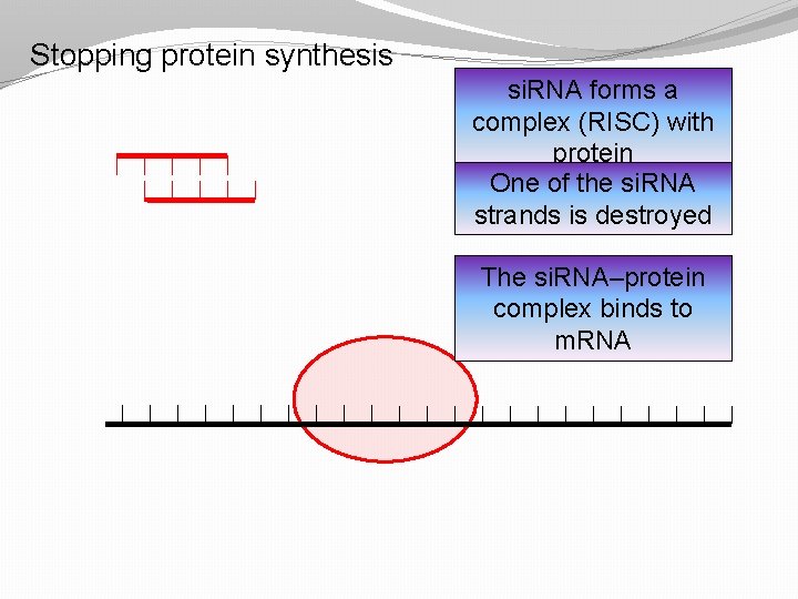 Stopping protein synthesis si. RNA forms a complex (RISC) with protein One of the Stopping protein synthesis si. RNA forms a complex (RISC) with protein One of the