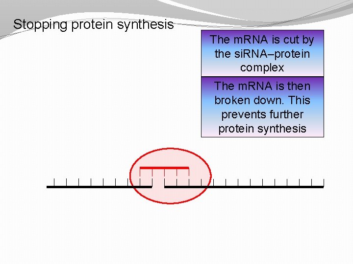 Stopping protein synthesis The m. RNA is cut by the si. RNA–protein complex The