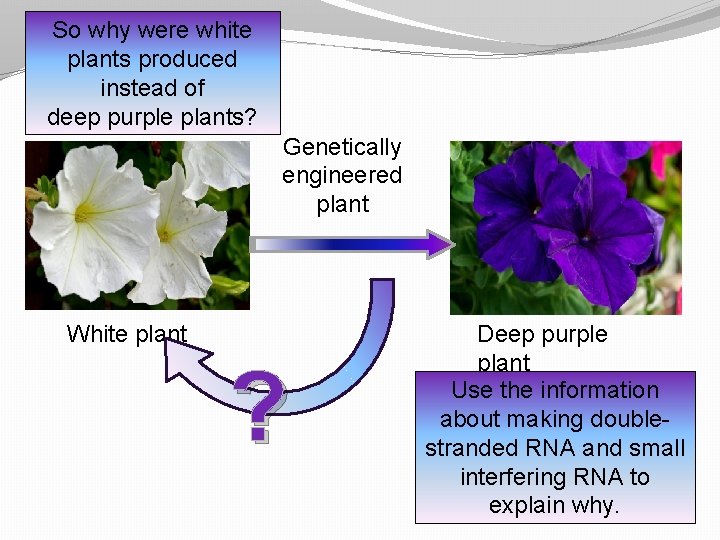 So why were white plants produced instead of deep purple plants? Genetically engineered plant