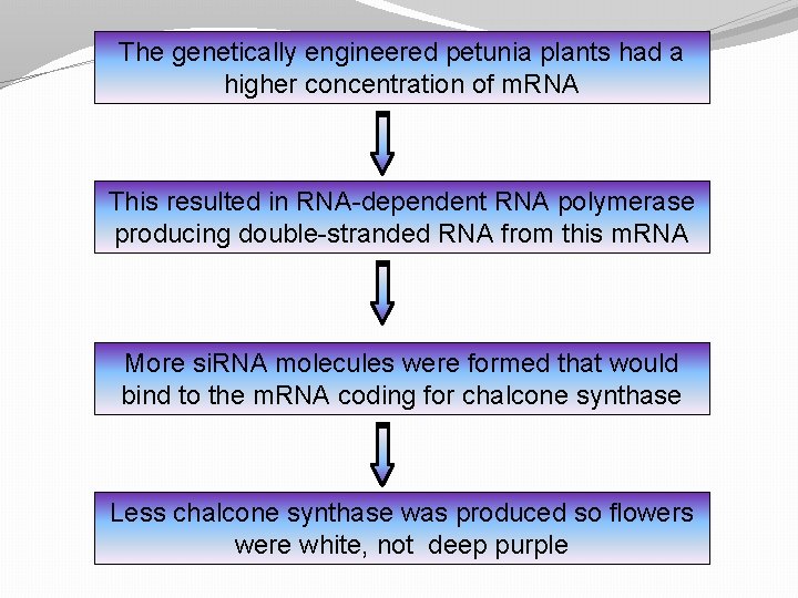 The genetically engineered petunia plants had a higher concentration of m. RNA This resulted