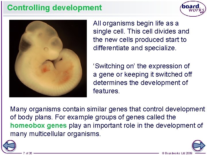 Controlling development All organisms begin life as a single cell. This cell divides and