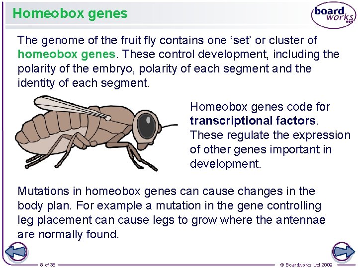 Homeobox genes The genome of the fruit fly contains one ‘set’ or cluster of