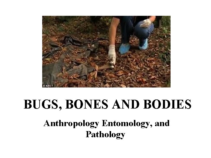 BUGS, BONES AND BODIES Anthropology Entomology, and Pathology 