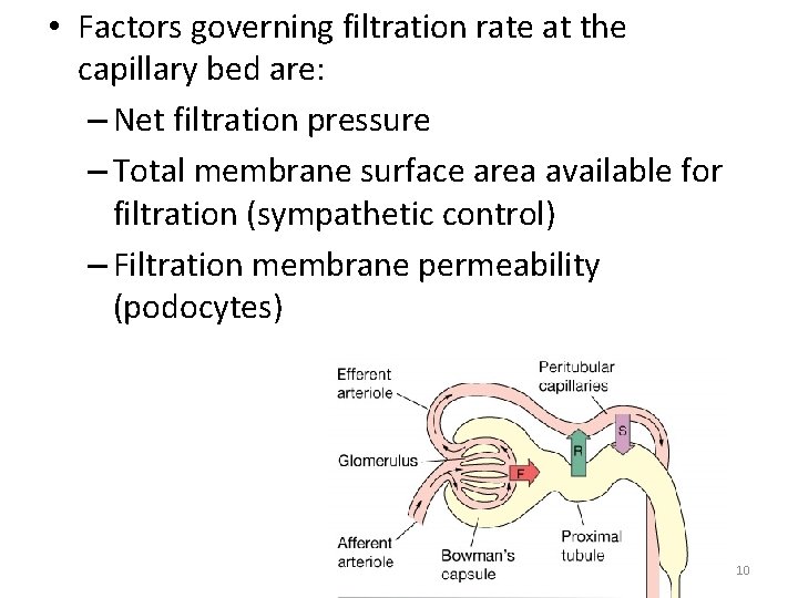  • Factors governing filtration rate at the capillary bed are: – Net filtration