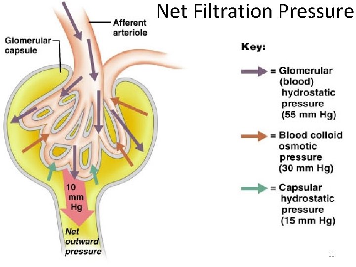 Net Filtration Pressure 11 