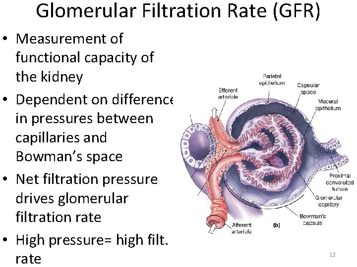 Glomerular Filtration Rate (GFR) • Measurement of functional capacity of the kidney • Dependent