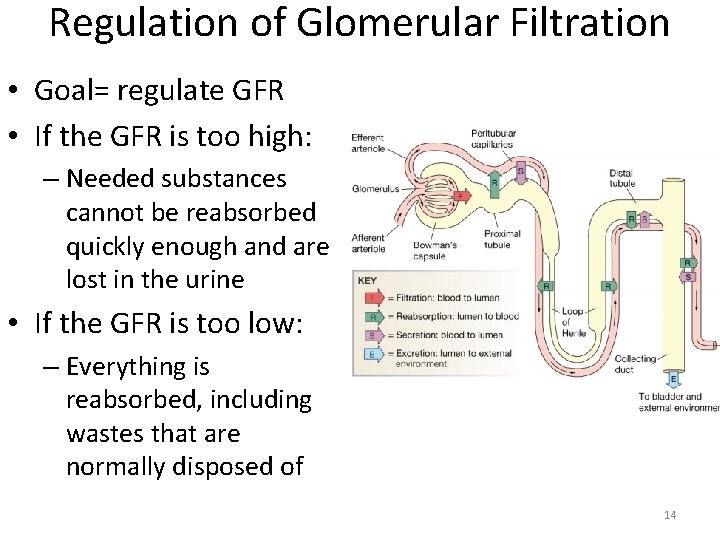 Regulation of Glomerular Filtration • Goal= regulate GFR • If the GFR is too