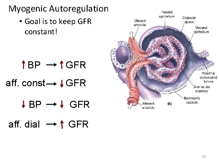 Myogenic Autoregulation • Goal is to keep GFR constant! BP aff. const GFR BP