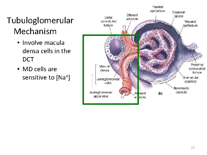 Tubuloglomerular Mechanism • Involve macula densa cells in the DCT • MD cells are