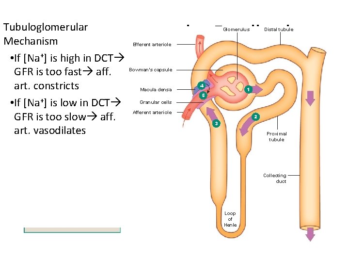 Tubuloglomerular Feedback Tubuloglomerular 1 GFR increases. Mechanism +] is high in DCT • If