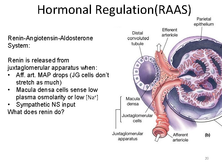 Hormonal Regulation(RAAS) Renin-Angiotensin-Aldosterone System: Renin is released from juxtaglomerular apparatus when: • Aff. art.