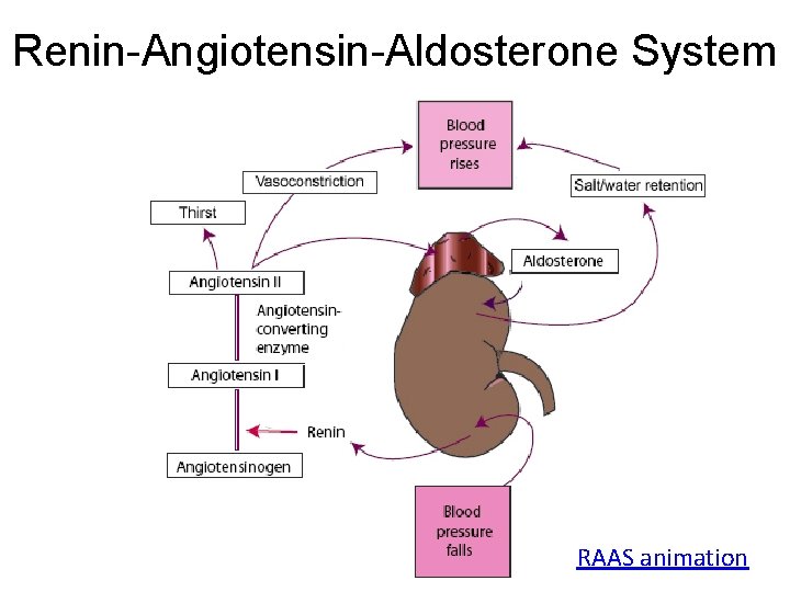 Renin-Angiotensin-Aldosterone System RAAS animation 