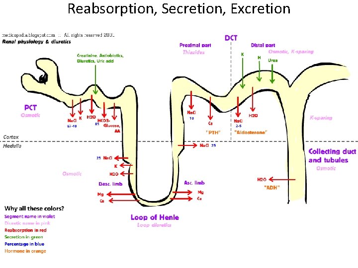 Reabsorption, Secretion, Excretion 
