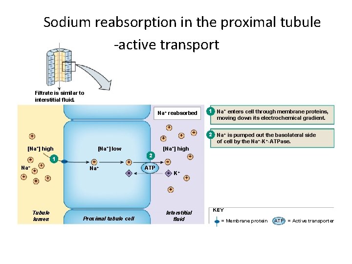 Sodium reabsorption in the proximal tubule -active transport Filtrate is similar to interstitial fluid.