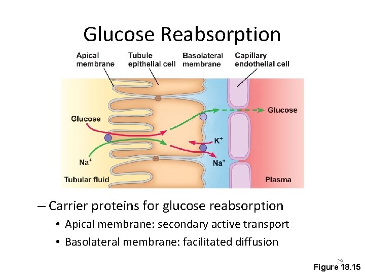 Glucose Reabsorption – Carrier proteins for glucose reabsorption • Apical membrane: secondary active transport