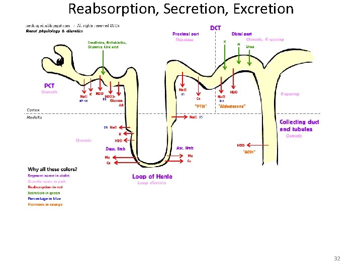 Reabsorption, Secretion, Excretion 32 